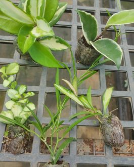 Variegated hoya combo (5 different plants)