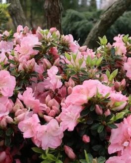 Azalea &exotic hoya combo (4 plants in total)