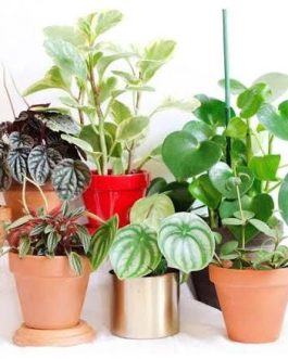 Peperomia combo (10 varieties)