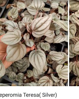 Peperomia combo (10 varieties)