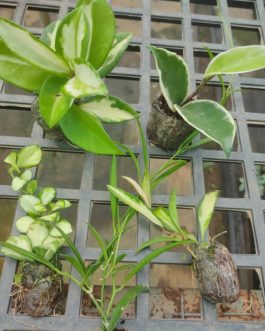 Hoya combo (10 plant varieties)