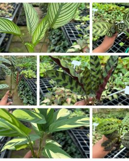 Calathea combo (7 plant varieties)