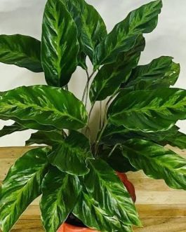 Calathea Louisae (single plant)