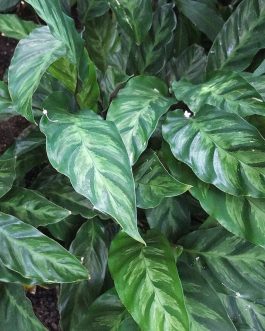 Calathea Louisae (single plant)