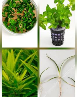 Low tech planted aquarium plant combo