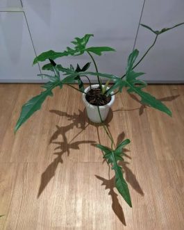 Philodendron longilobatum (small plant pot)