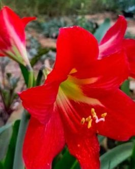 Amaryllis Lily Red Color (single plant)