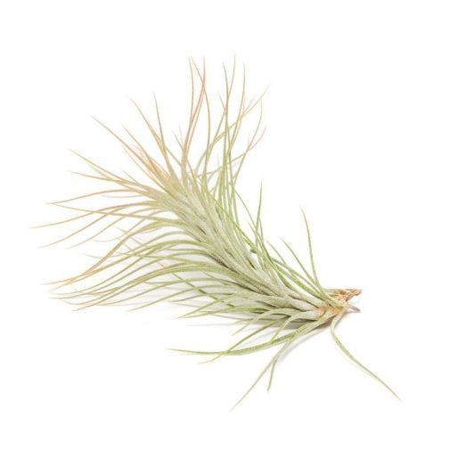 Tillandsia Foxtail Air Plant (single plant)