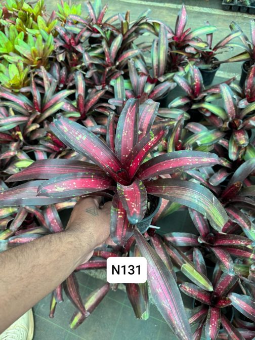 Bromeliads (customizable color selection) - Image 35