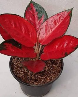 Aglaonema Suksom Jaipong red (single small plant pot)