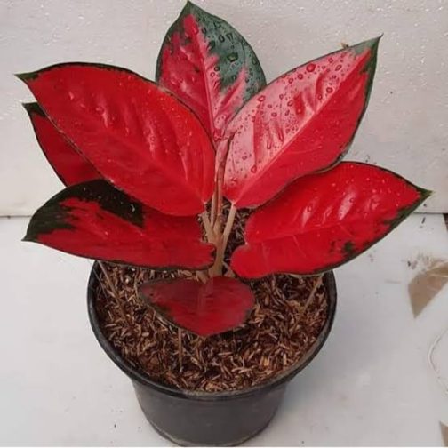 Aglaonema Suksom Jaipong red (single small plant pot)