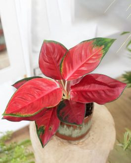 Aglaonema Suksom Jaipong red (single small plant pot)