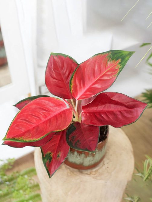 Aglaonema Suksom Jaipong red (single small plant pot) - Image 2