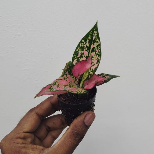 Aglonema Kumkoon- reddish pink varient (small plant pot) - Image 3