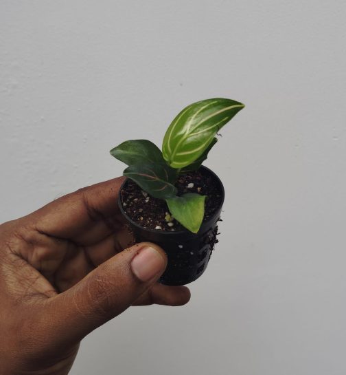 Aglaonema Rotundum Tiger/ red vein (small single plant pot) - Image 2