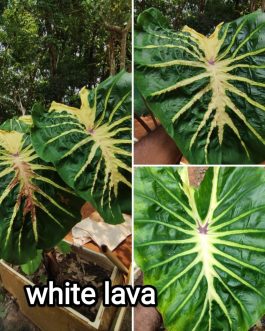 Colocasia White lava ( 2 plants)