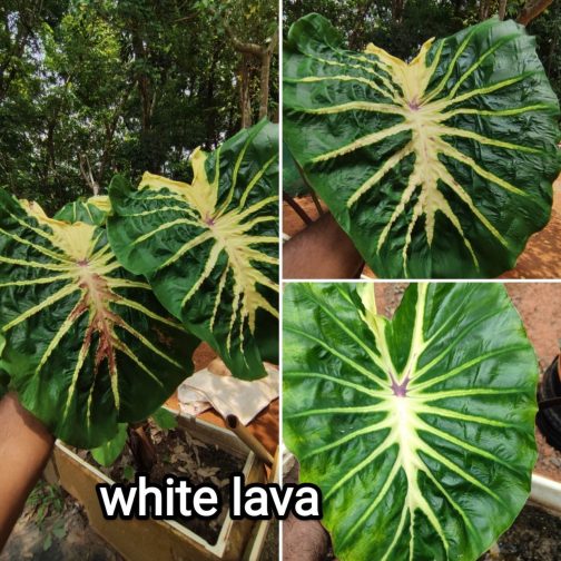 Colocasia White lava ( 2 plants)