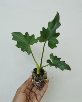 Philodendron Selloum Green (jiffy sized large plant)