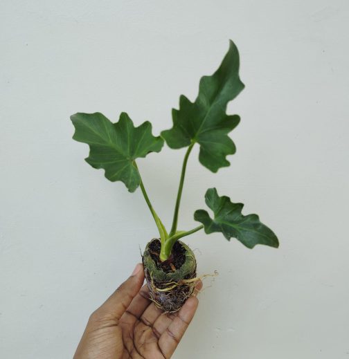 Philodendron Selloum Green (jiffy sized large plant) - Image 2