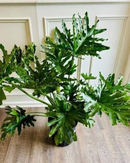 Philodendron Selloum Green (jiffy sized large plant)