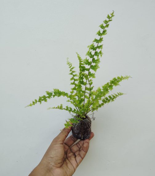 Green fantasy fern (jiffy sized) - Image 2