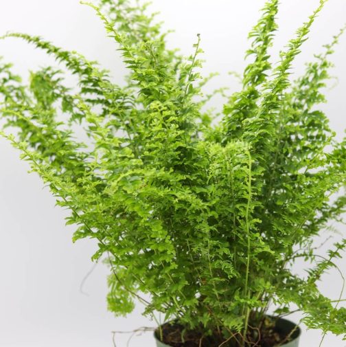 Green fantasy fern (jiffy sized) - Image 3