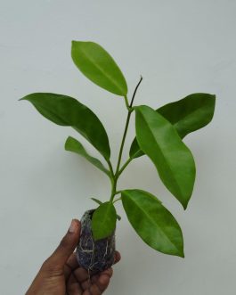 Hoya Globulosa Pink (jiffy sized)