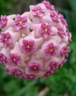 Hoya Globulosa Pink (jiffy sized)