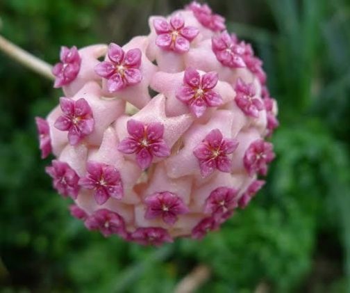 Hoya Globulosa Pink (jiffy sized)