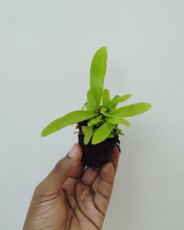 Jiffy sized small staghorn fern (small clump)