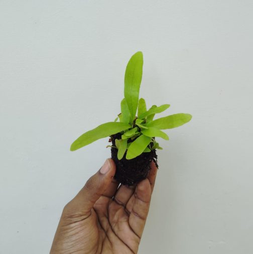 Jiffy sized small staghorn fern (small clump) - Image 2