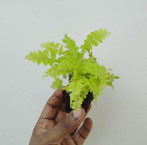 Giant macho fern (small jiffy clump) - Image 6