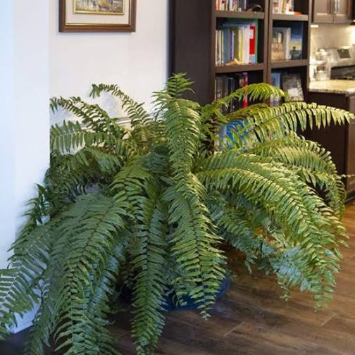 Giant macho fern (small jiffy clump) - Image 4