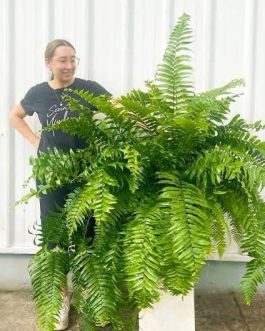 Giant macho fern (small jiffy clump)