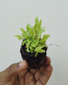 Blue Star fern (small jiffy clump)