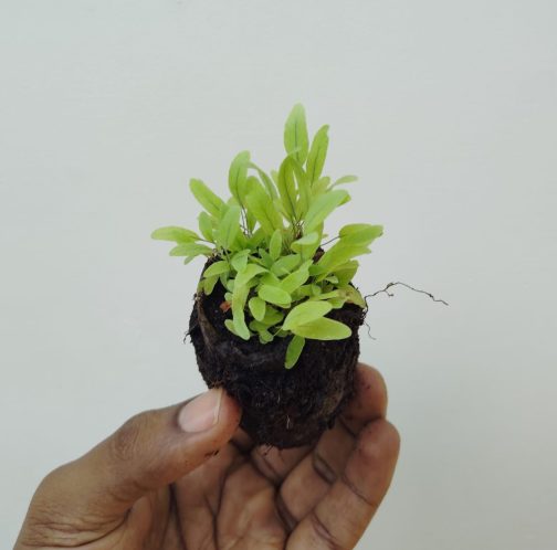 Blue Star fern (small jiffy clump) - Image 2