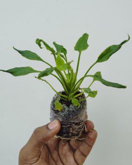 Philodendron Xanadu Green (jiffy sized plant)