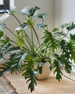 Philodendron Xanadu Green (jiffy sized plant)