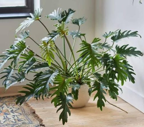 Philodendron Xanadu Green (jiffy sized plant)