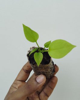 Anthurium Vittarifolium (small jiffy sized plant)