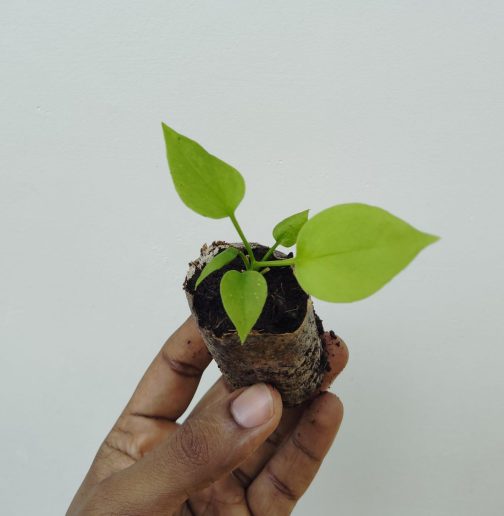 Anthurium Vittarifolium (small jiffy sized plant) - Image 2