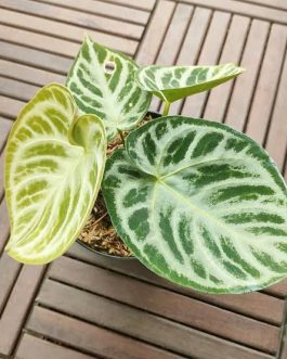 Anthurium silver blush (small single plant jiffy)