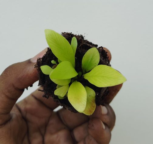 Bird nest fern/Asplenium nidus (small sized jiffy plant) - Image 2