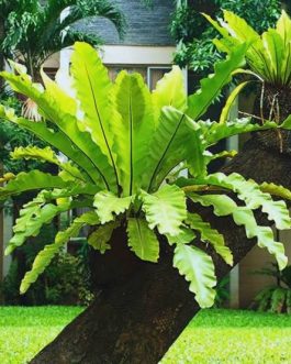 Bird nest fern/Asplenium nidus (small sized jiffy plant)