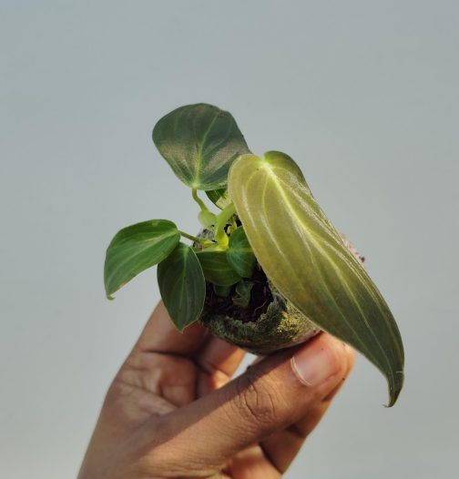 Philodendron Melanochrysum (small jiffy sized plant) - Image 2