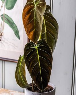 Philodendron Melanochrysum (small jiffy sized plant)