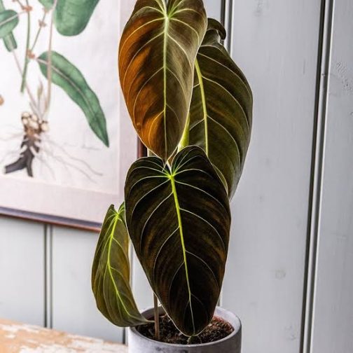 Philodendron Melanochrysum (small jiffy sized plant)