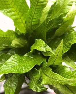 Crocodile Fern (small jiffy clump)