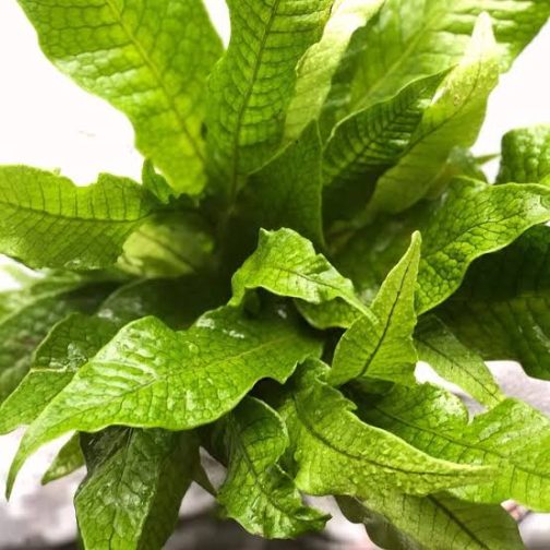 Crocodile Fern (small jiffy clump)