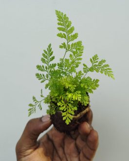 Rabbit foot fern (small plant clump)